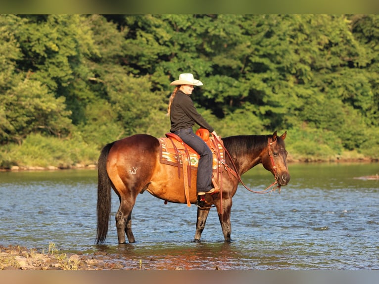American Quarter Horse Gelding 11 years Bay in Clarion