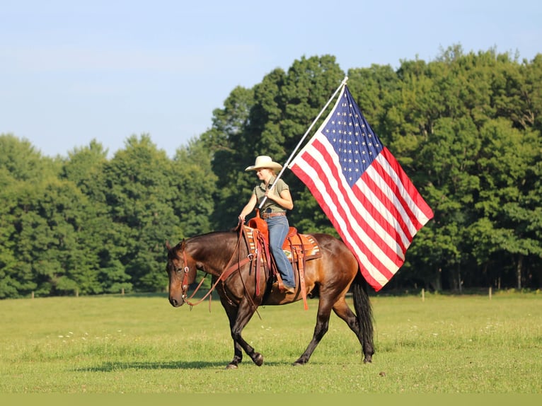 American Quarter Horse Gelding 11 years Bay in Clarion