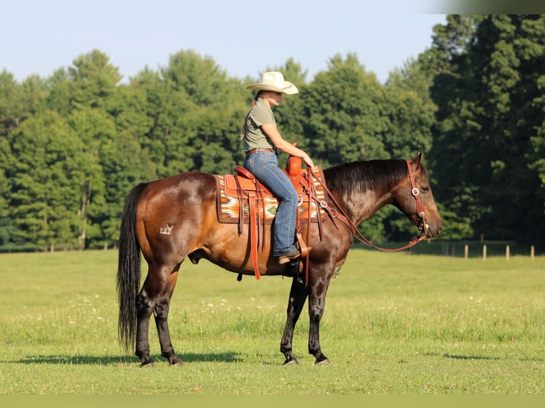 American Quarter Horse Gelding 11 years Bay in Clarion