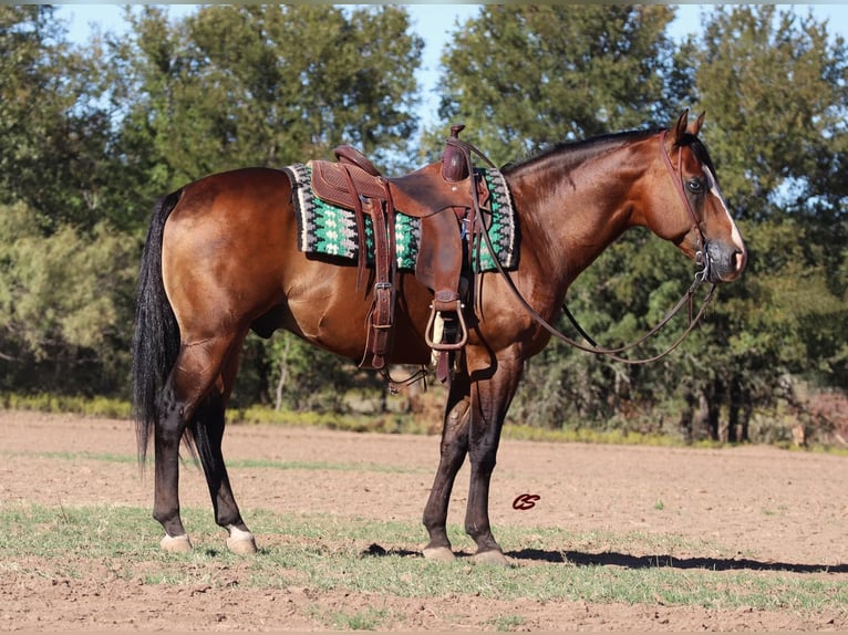 American Quarter Horse Gelding 11 years Bay in Graham, TX