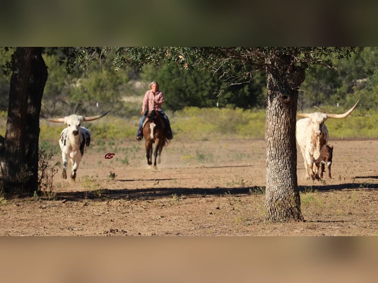 American Quarter Horse Gelding 11 years Bay in Graham, TX