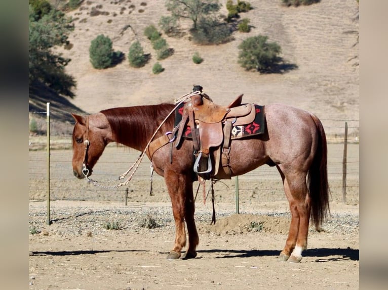 American Quarter Horse Gelding 11 years Brown in Hannover