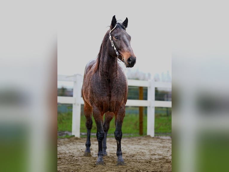 American Quarter Horse Gelding 11 years Brown in Kessenich