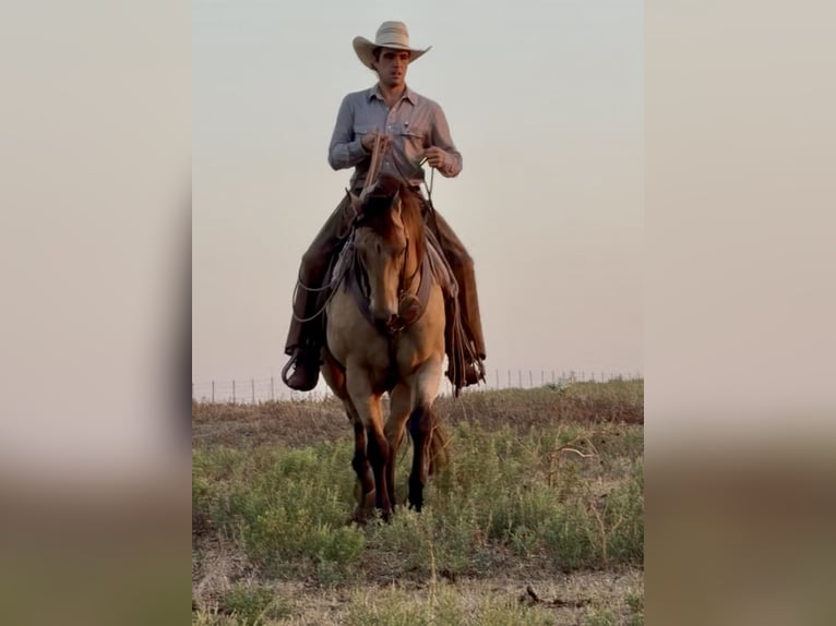 American Quarter Horse Gelding 11 years Buckskin in Weatherford