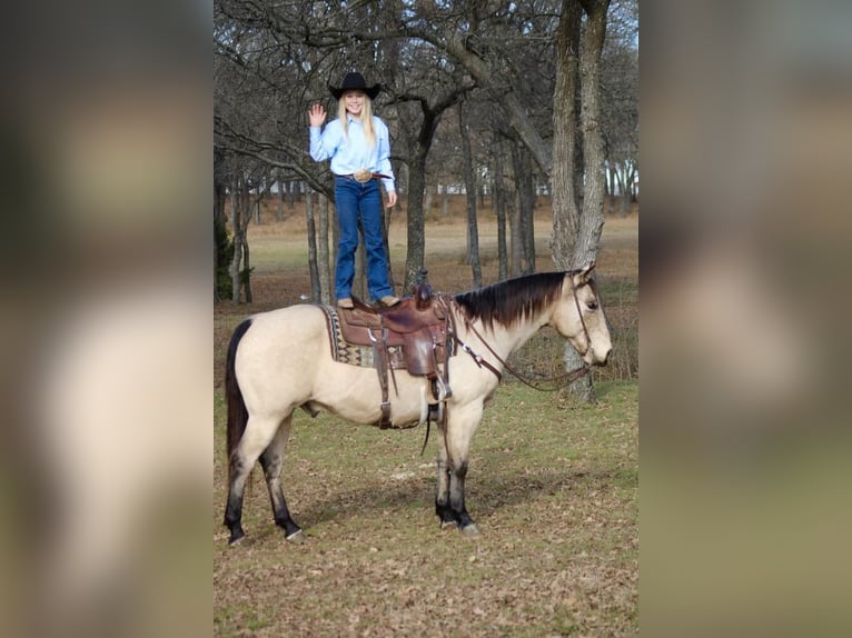 American Quarter Horse Mix Gelding 11 years Buckskin in Joshua, TX