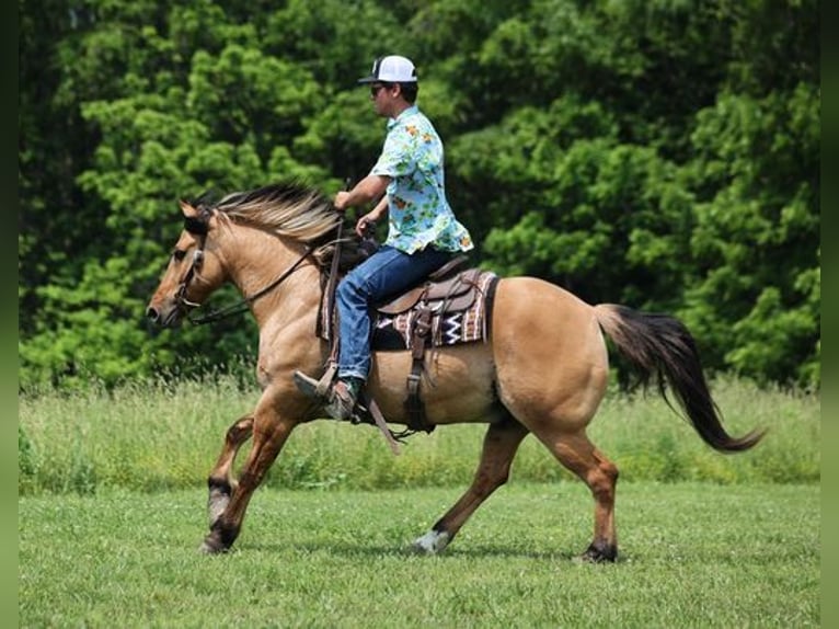 American Quarter Horse Gelding 11 years Buckskin in Mount Vernon, KY