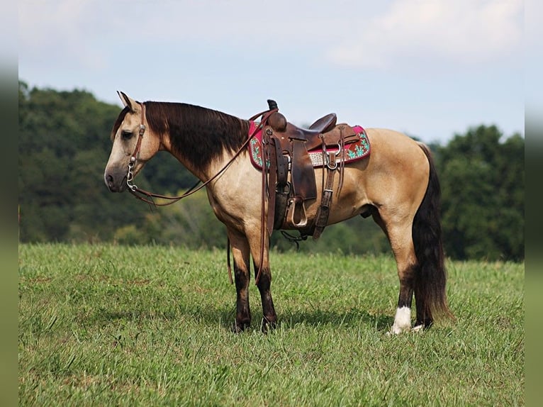 American Quarter Horse Gelding 11 years Buckskin in Brodhead KY