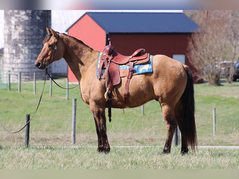 American Quarter Horse Gelding 11 years Buckskin in Sonora KY