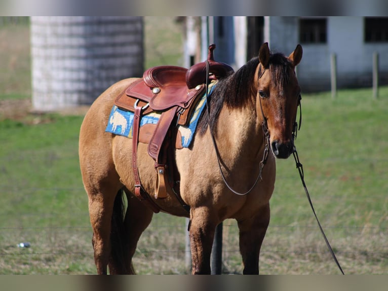 American Quarter Horse Gelding 11 years Buckskin in Sonora KY