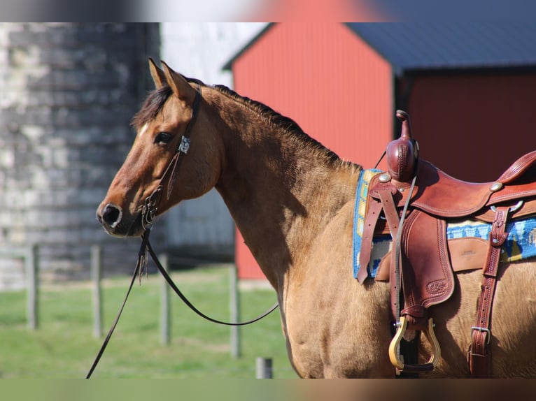 American Quarter Horse Gelding 11 years Buckskin in Sonora KY