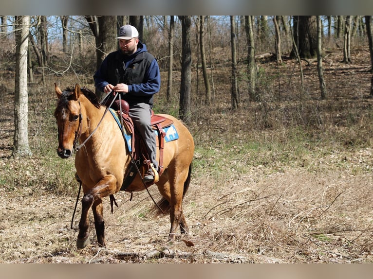 American Quarter Horse Gelding 11 years Buckskin in Sonora KY