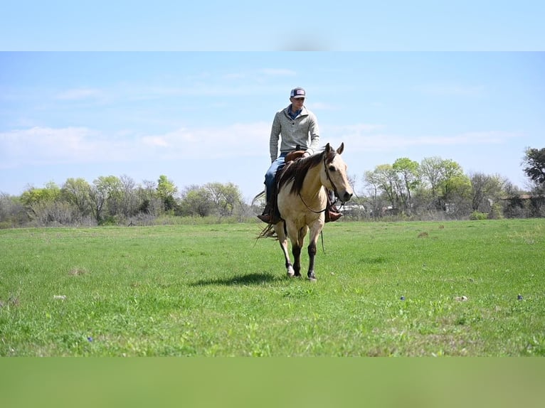 American Quarter Horse Gelding 11 years Buckskin in Waco TX