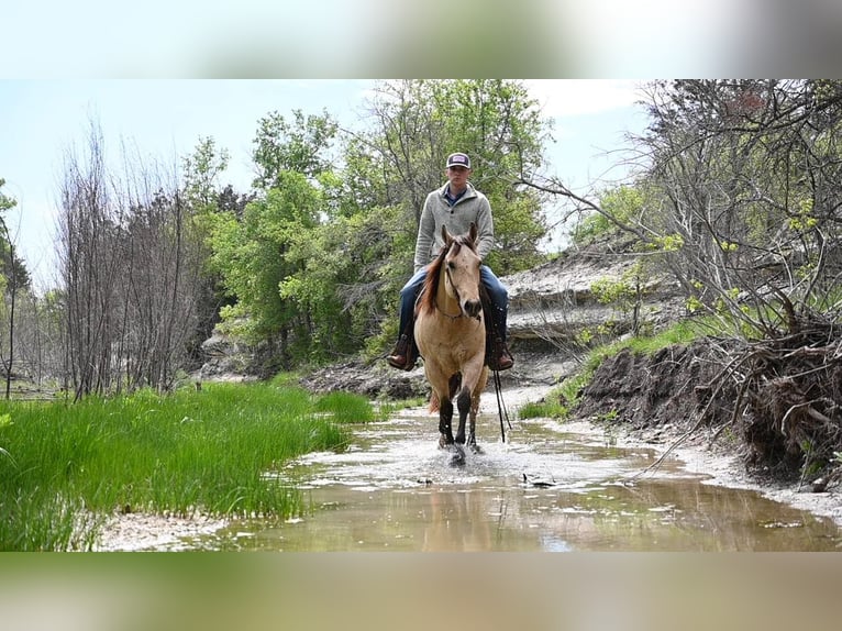 American Quarter Horse Gelding 11 years Buckskin in Waco TX