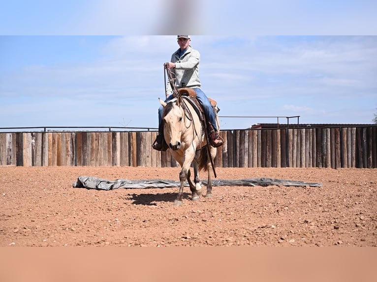 American Quarter Horse Gelding 11 years Buckskin in Waco TX