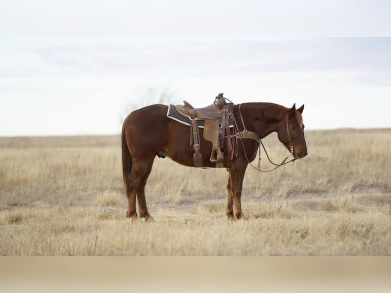 American Quarter Horse Gelding 11 years Chestnut in Amarillo, TX