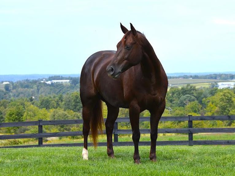 American Quarter Horse Gelding 11 years Chestnut in Fredericksburg, OH