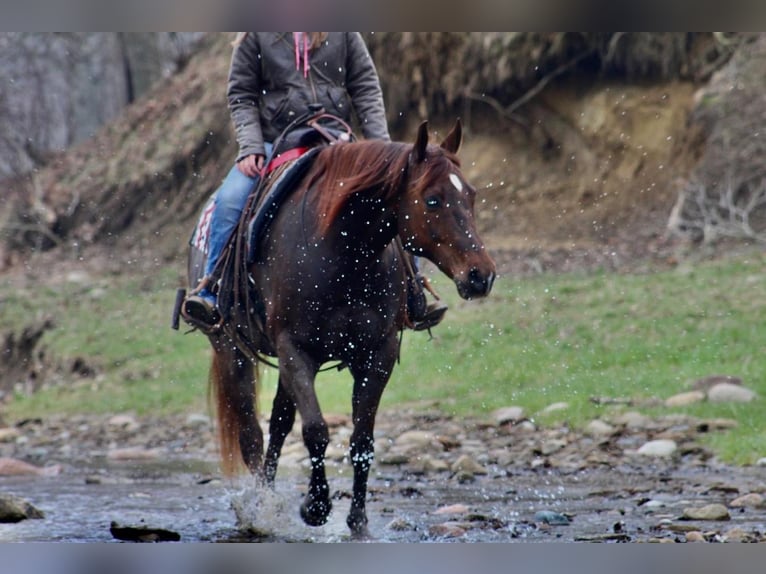 American Quarter Horse Gelding 11 years Chestnut in Fredericksburg, OH