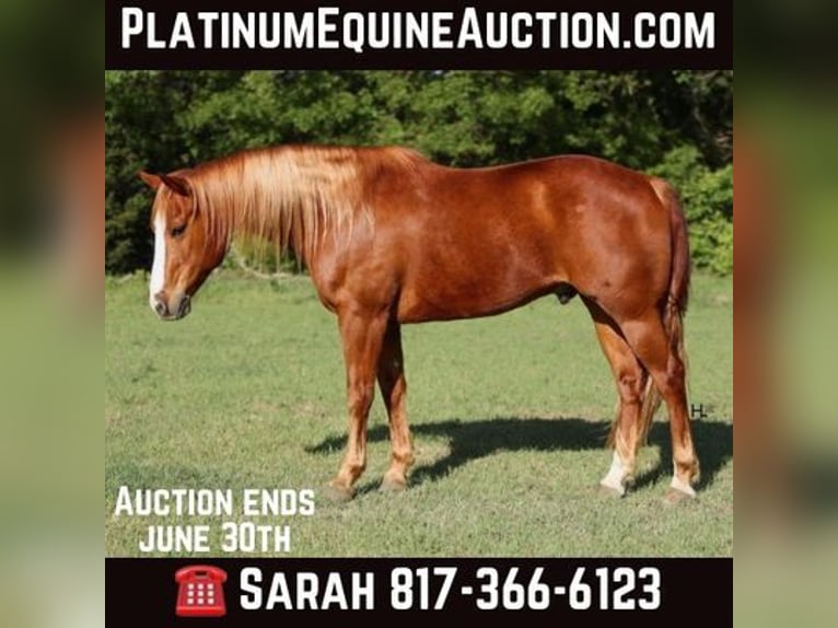 American Quarter Horse Gelding 11 years Chestnut in WEATHERFORD, TX