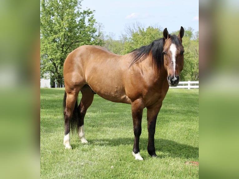 American Quarter Horse Gelding 11 years Dun in Allentown, NJ