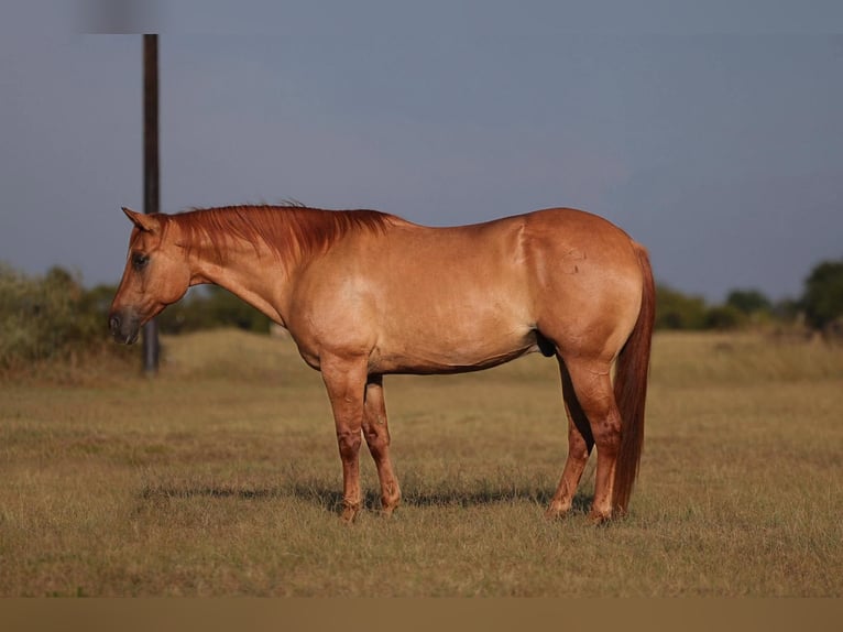American Quarter Horse Gelding 11 years Dun in Mount Vernon