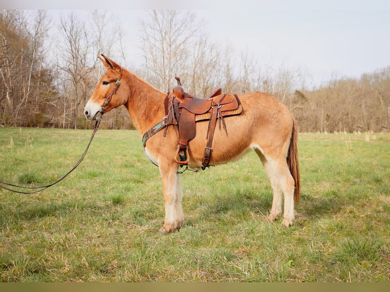 American Quarter Horse Gelding 11 years Dun in Hillsboror KY
