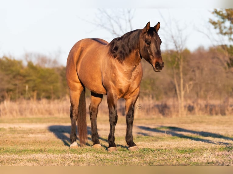 American Quarter Horse Gelding 11 years Dun in Ravenna TX