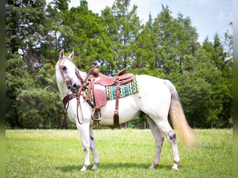 American Quarter Horse Gelding 11 years Gray in GREENVILLE, KY