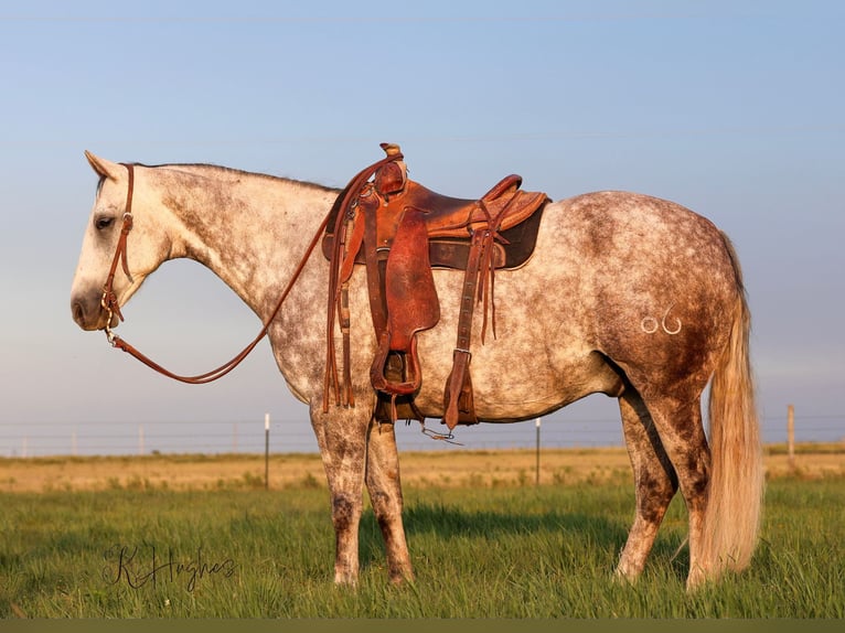 American Quarter Horse Gelding 11 years Grey in Canyon