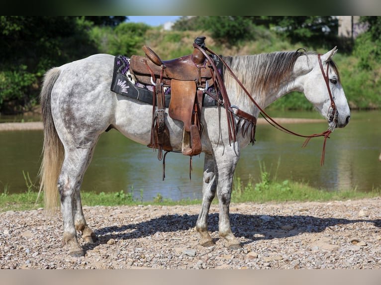 American Quarter Horse Gelding 11 years Grey in Stephenville