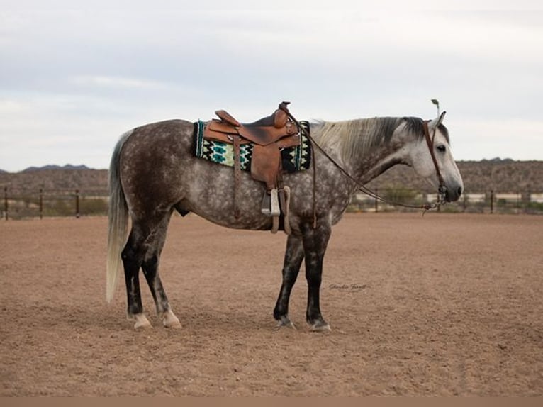 American Quarter Horse Gelding 11 years Grey in Wickenburg
