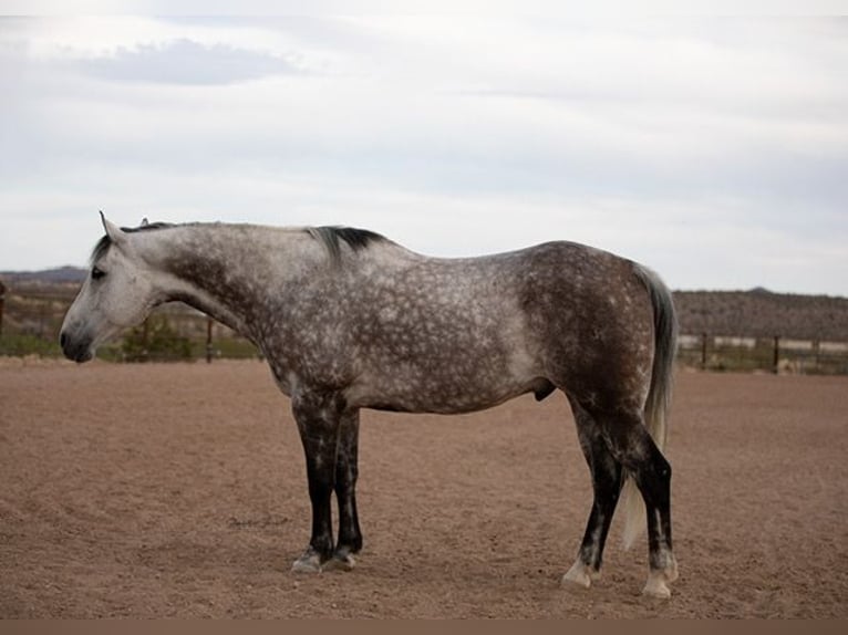 American Quarter Horse Gelding 11 years Grey in Wickenburg