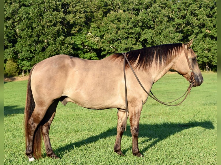 American Quarter Horse Gelding 11 years Grullo in Greenville kY