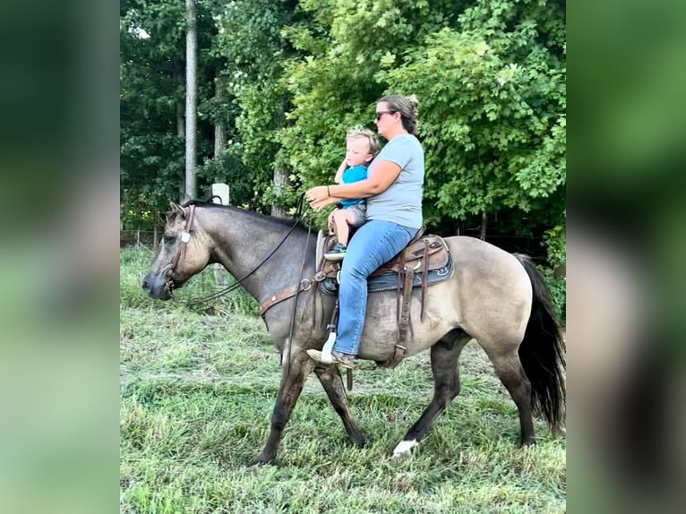 American Quarter Horse Gelding 11 years Grullo in Greenville kY