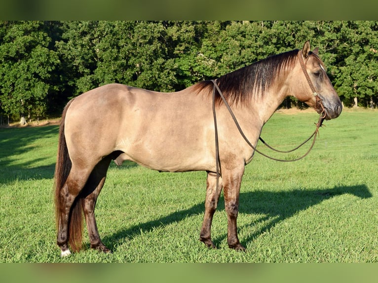 American Quarter Horse Gelding 11 years Grullo in Greenville kY