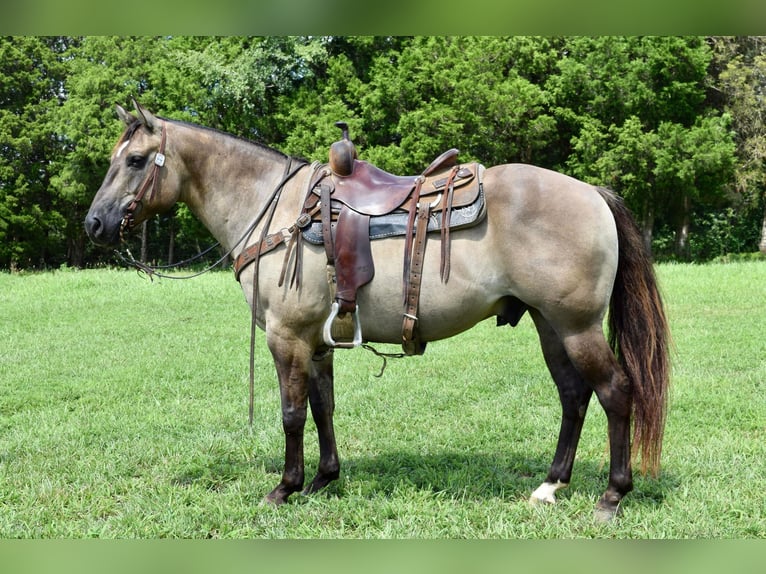 American Quarter Horse Gelding 11 years Grullo in Greenville kY