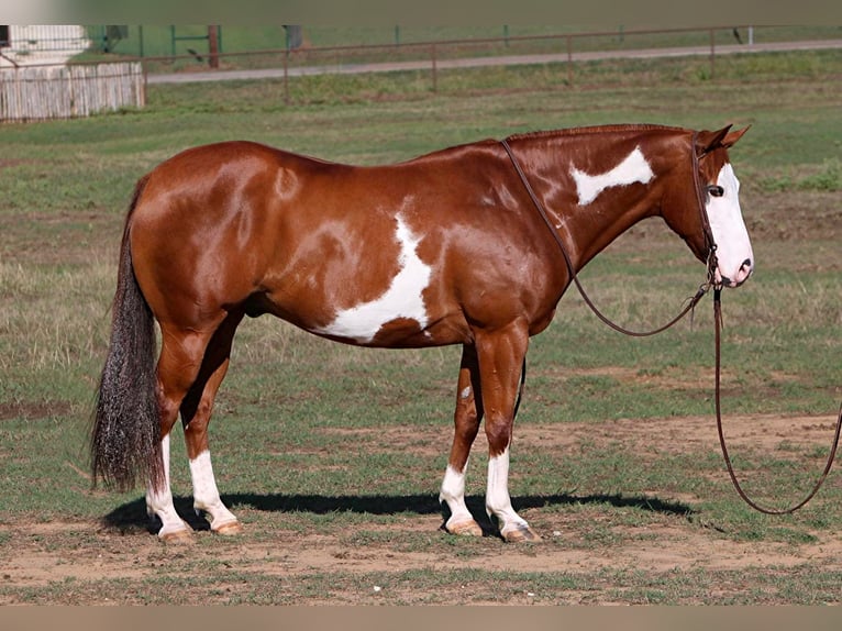 American Quarter Horse Gelding 11 years Overo-all-colors in Cleburne TX