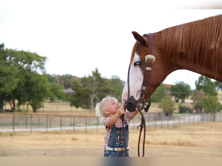 American Quarter Horse Gelding 11 years Overo-all-colors in Cleburne TX