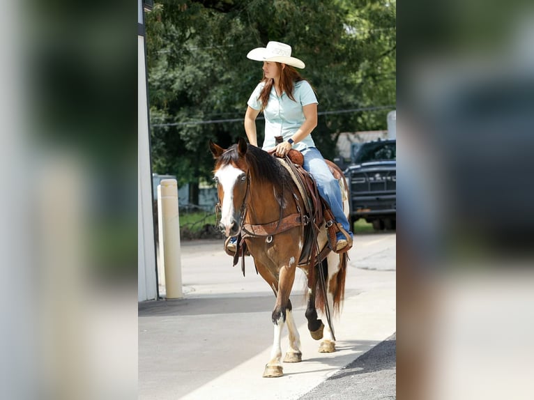 American Quarter Horse Gelding 11 years Overo-all-colors in Rusk TX