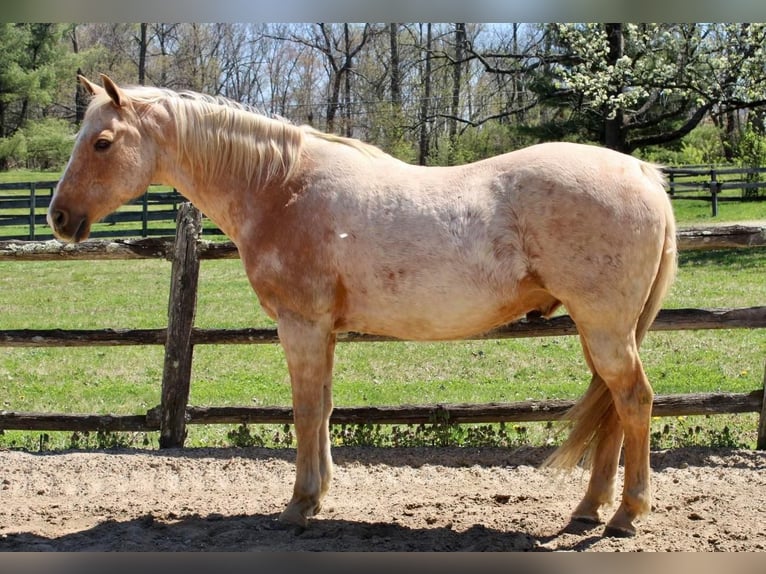 American Quarter Horse Gelding 11 years Palomino in Allentown, NJ