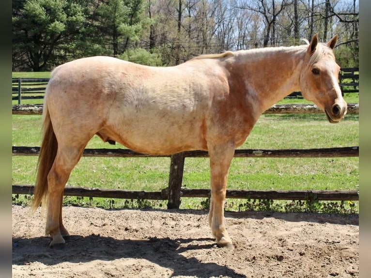 American Quarter Horse Gelding 11 years Palomino in Allentown, NJ