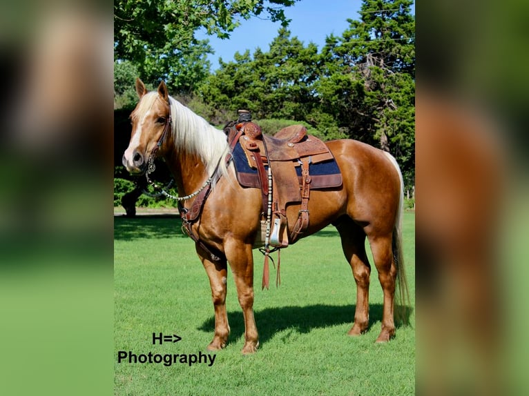 American Quarter Horse Mix Gelding 11 years Palomino in Cushing, OK