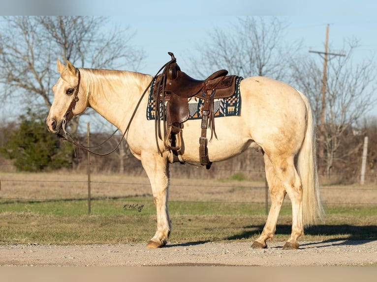 American Quarter Horse Gelding 11 years Palomino in Ravenna, TX