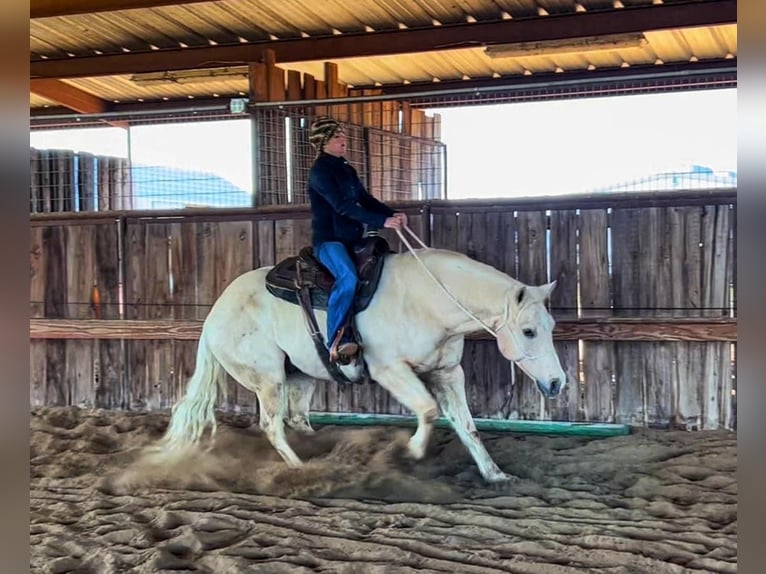American Quarter Horse Gelding 11 years Palomino in Ravenna, TX