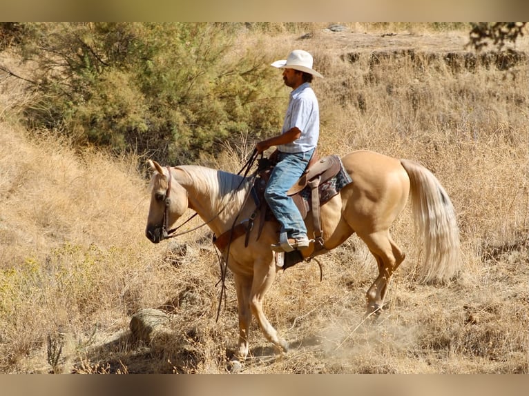 American Quarter Horse Gelding 11 years Palomino in Tres Pinos