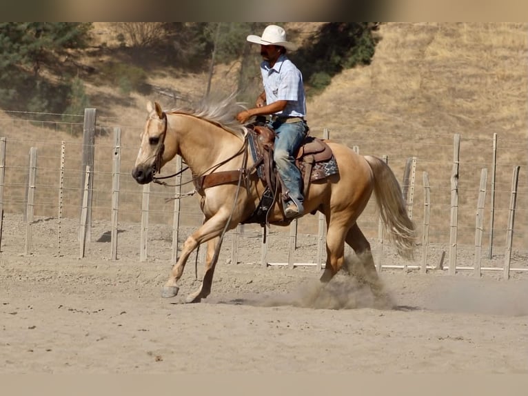 American Quarter Horse Gelding 11 years Palomino in Tres Pinos