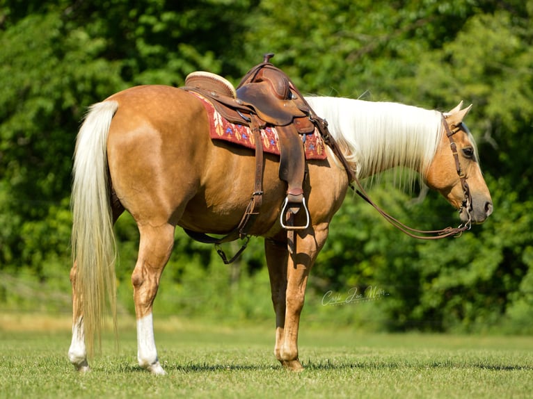 American Quarter Horse Gelding 11 years Palomino in Lewistown IL