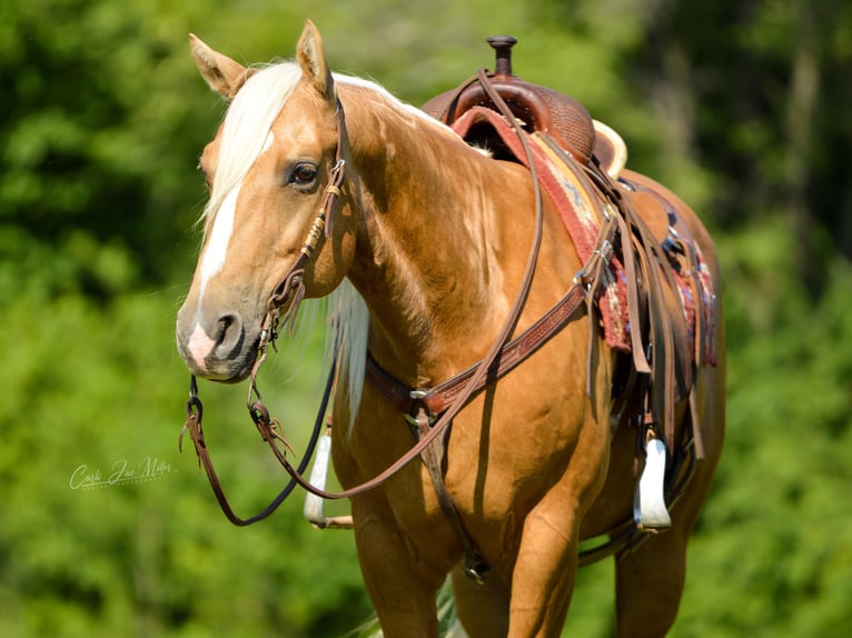 American Quarter Horse Gelding 11 years Palomino in Lewistown IL