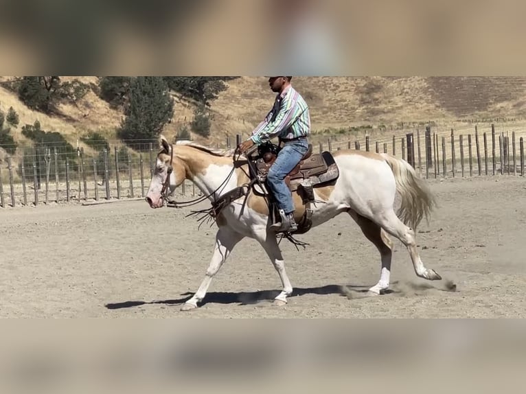 American Quarter Horse Gelding 11 years Palomino in PAICINES, CA