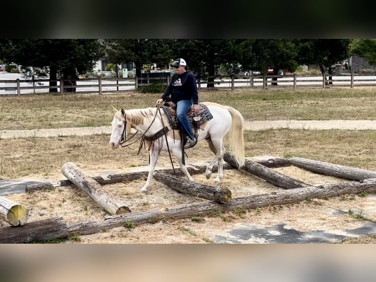 American Quarter Horse Gelding 11 years Palomino in PAICINES, CA