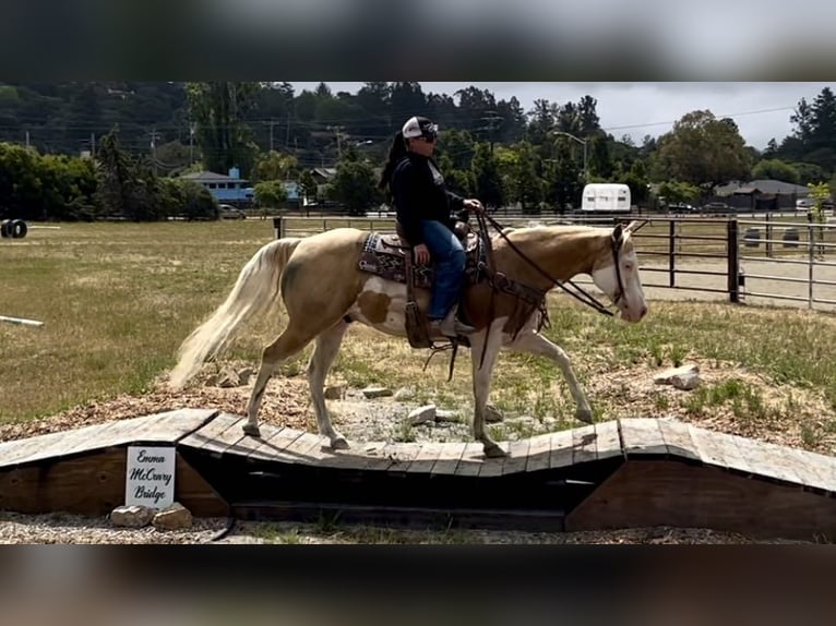 American Quarter Horse Gelding 11 years Palomino in PAICINES, CA